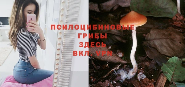прущие грибы Дмитровск